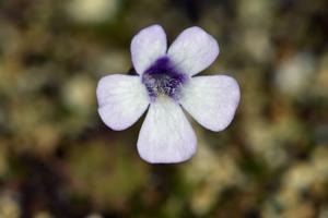 Pinguicula rotundiflora