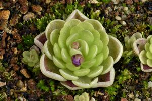 Pinguicula esseriana