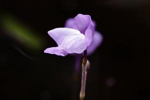 Utricularia purpurea