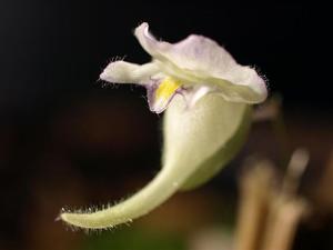 Utricularia jamesoniana