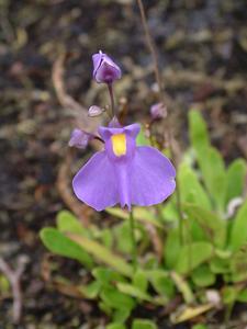 Utricularia longifolia