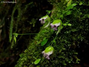 Utricularia jamesoniana
