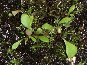 Utricularia tridentata