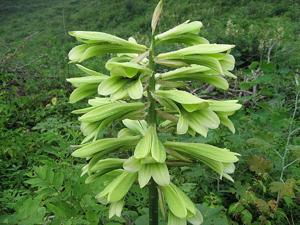 Cardiocrinum glehnii