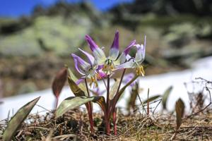 Erythronium sibiricum