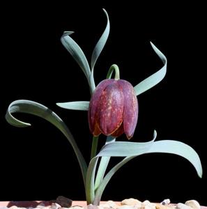 Fritillaria epirotica