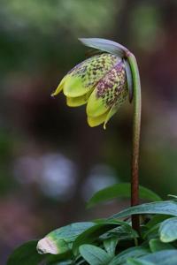 Fritillaria davidii