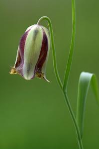 Fritillaria acmopetala