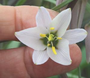 Fritillaria verticillata
