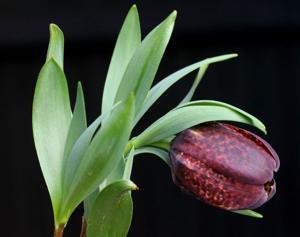 Fritillaria latifolia