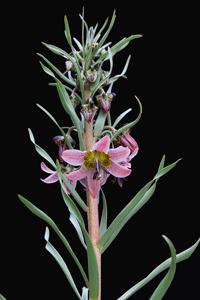 Fritillaria gibbosa