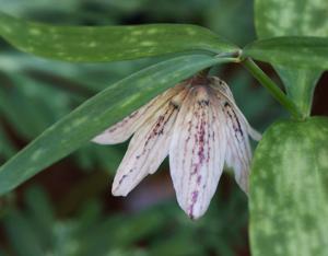 Fritillaria ayakoana