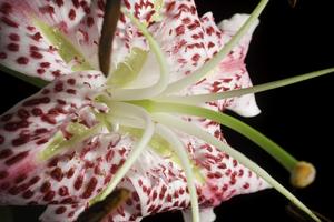 Lilium speciosum var. speciosum