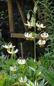 Lilium martagon