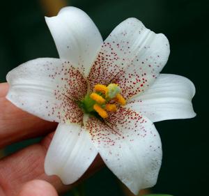 Lilium bakerianum var. yunnanense