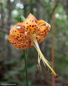 Lilium michauxii
