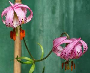 Lilium kelloggii