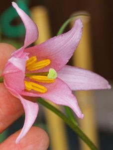 Lilium amoenum