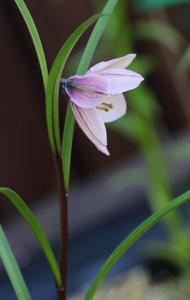 Lilium nanum var. flavidum