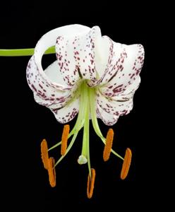 Lilium duchartrei