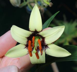 Lilium poilanei