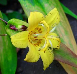 Tricyrtis perfoliata