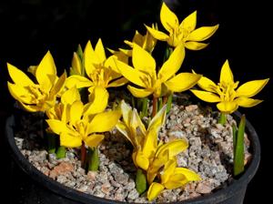 Tulipa dasystemon