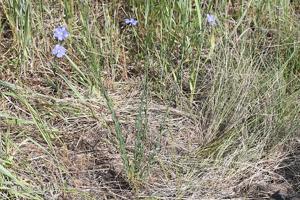 Linum lewisii var. lewisii