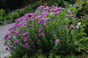 Linum hypericifolium