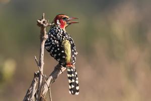 Trachyphonus erythrocephalus