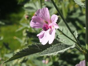 Althaea armeniaca