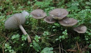 Megacollybia platyphylla