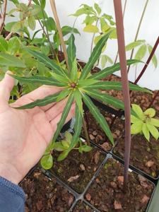 Paris polyphylla var. stenophylla