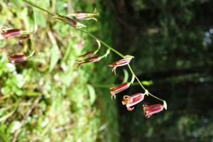 Stenanthium occidentale