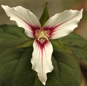 Trillium undulatum