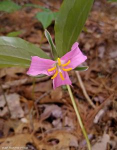 Trillium catesbaei
