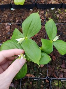 Trillium tschonoskii