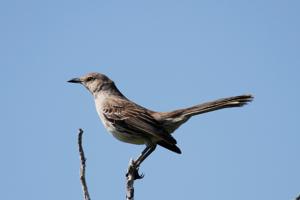 Mimus gundlachii