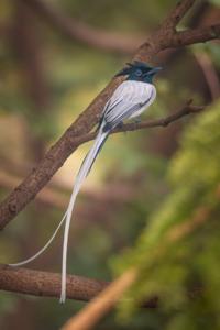 Terpsiphone paradisi