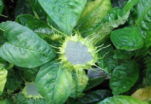 Dorstenia multiradiata