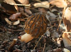 Morchella arbutiphila
