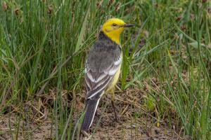 Motacilla citreola werae
