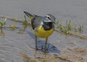 Motacilla cinerea melanope