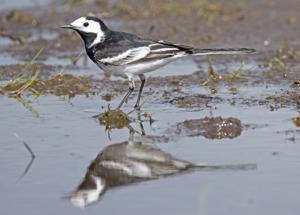 Motacilla alba