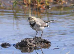 Motacilla alba alba