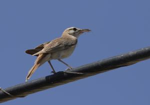 Cercotrichas galactotes