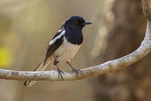 Copsychus albospecularis