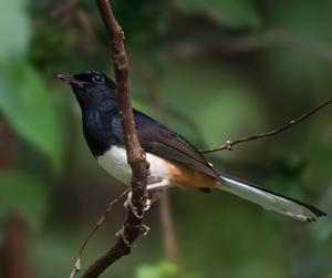 Copsychus albiventris