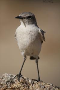 Emarginata schlegelii