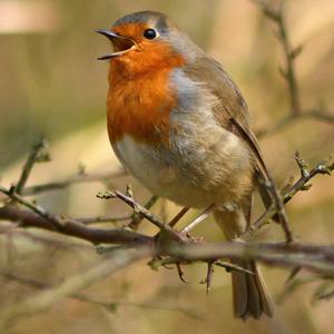 Erithacus rubecula